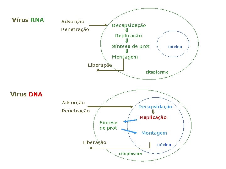 Vírus RNA Adsorção Decapsidação Replicação Síntese de prot Montagem Penetração núcleo Liberação citoplasma Vírus