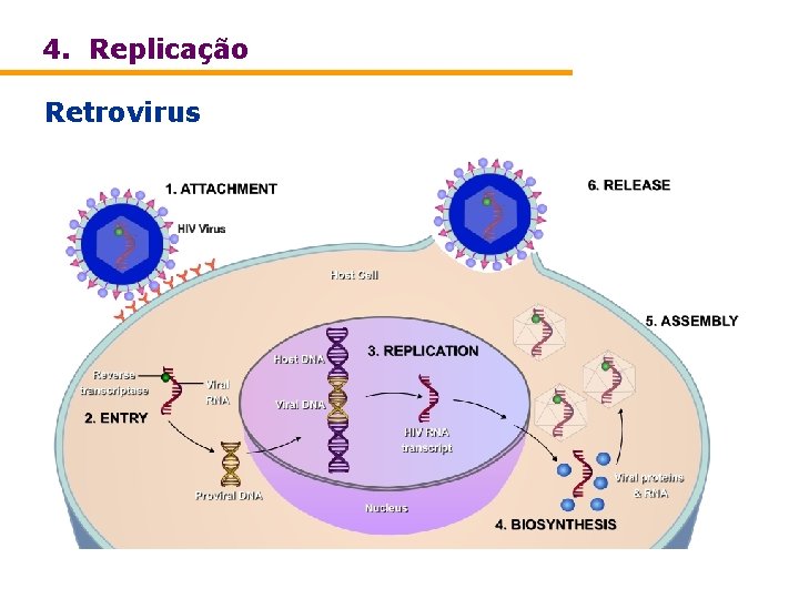 4. Replicação Retrovirus 