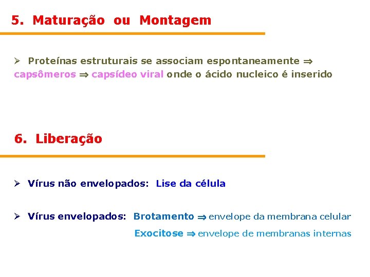 5. Maturação ou Montagem Ø Proteínas estruturais se associam espontaneamente capsômeros capsídeo viral onde