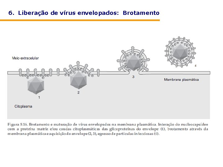 6. Liberação de vírus envelopados: Brotamento 