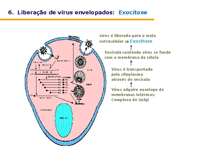 6. Liberação de vírus envelopados: Exocitose vírus é liberado para o meio extracelular Exocitose