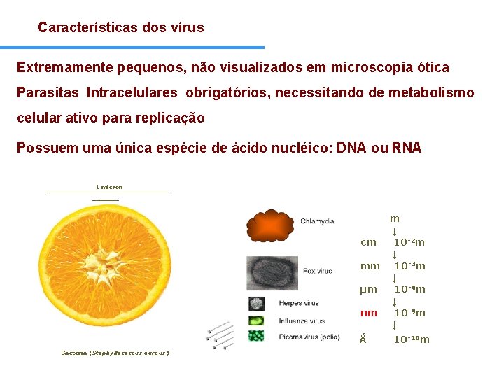 Características dos vírus Extremamente pequenos, não visualizados em microscopia ótica Parasitas Intracelulares obrigatórios, necessitando