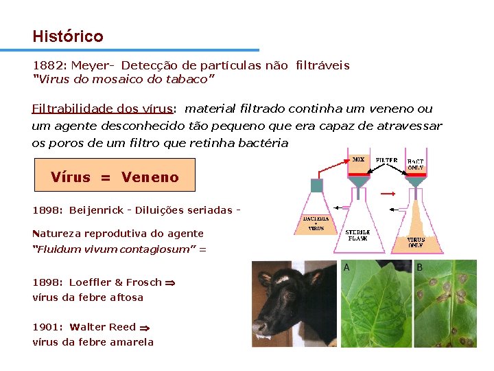Histórico 1882: Meyer- Detecção de partículas não filtráveis “Vírus do mosaico do tabaco” Filtrabilidade