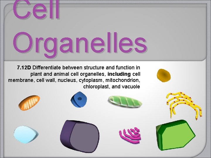 Cell Organelles 7. 12 D Differentiate between structure and function in plant and animal