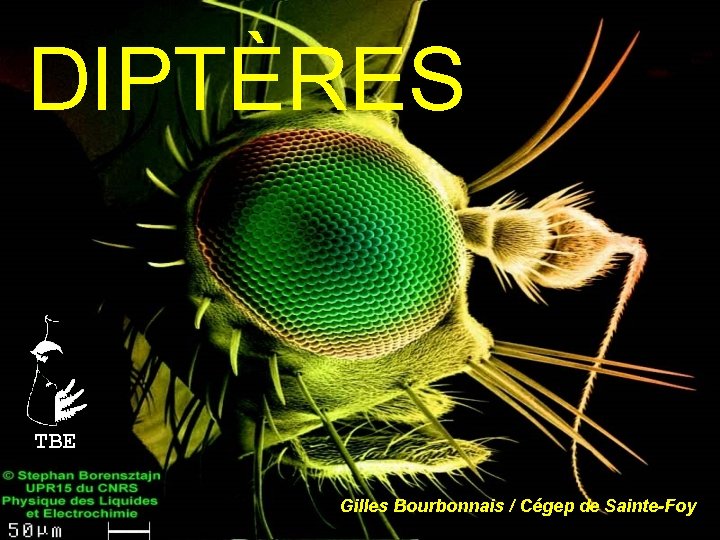 DIPTÈRES TBE Gilles Bourbonnais / Cégep de Sainte-Foy 