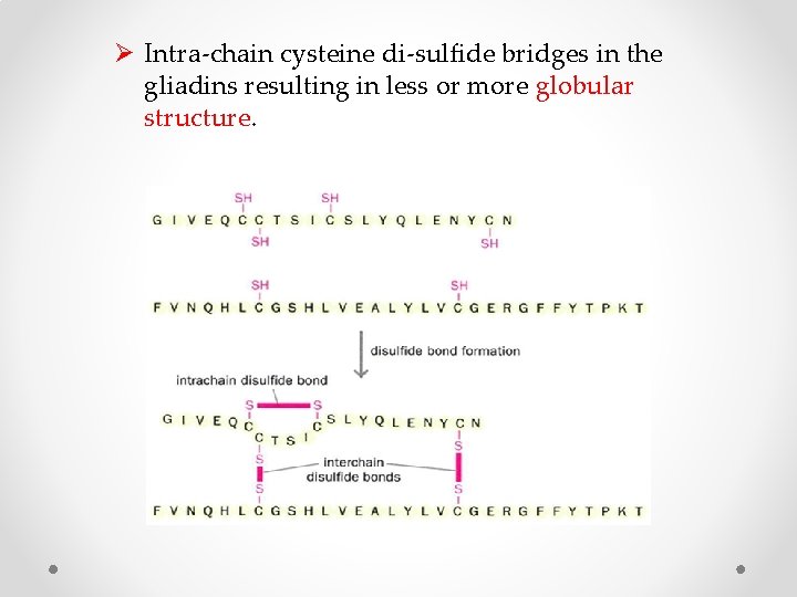 Ø Intra-chain cysteine di-sulfide bridges in the gliadins resulting in less or more globular