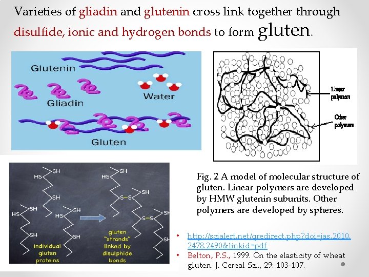 Varieties of gliadin and glutenin cross link together through disulfide, ionic and hydrogen bonds