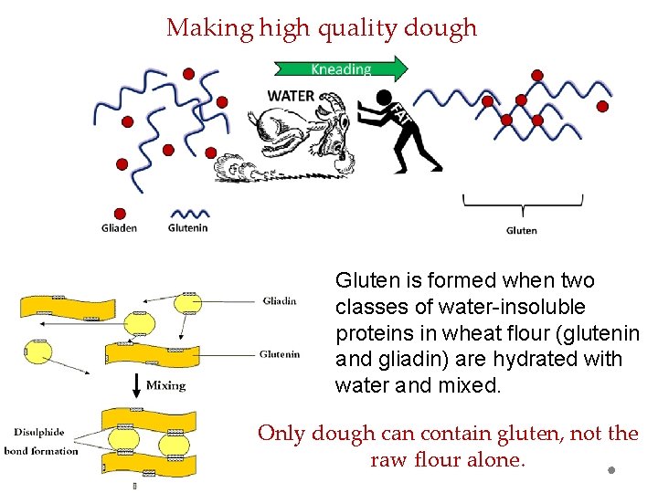 Making high quality dough Gluten is formed when two classes of water-insoluble proteins in