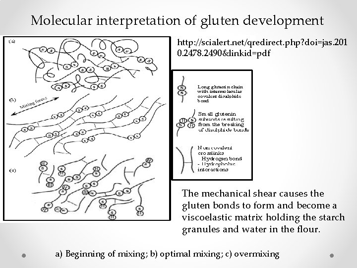 Molecular interpretation of gluten development http: //scialert. net/qredirect. php? doi=jas. 201 0. 2478. 2490&linkid=pdf