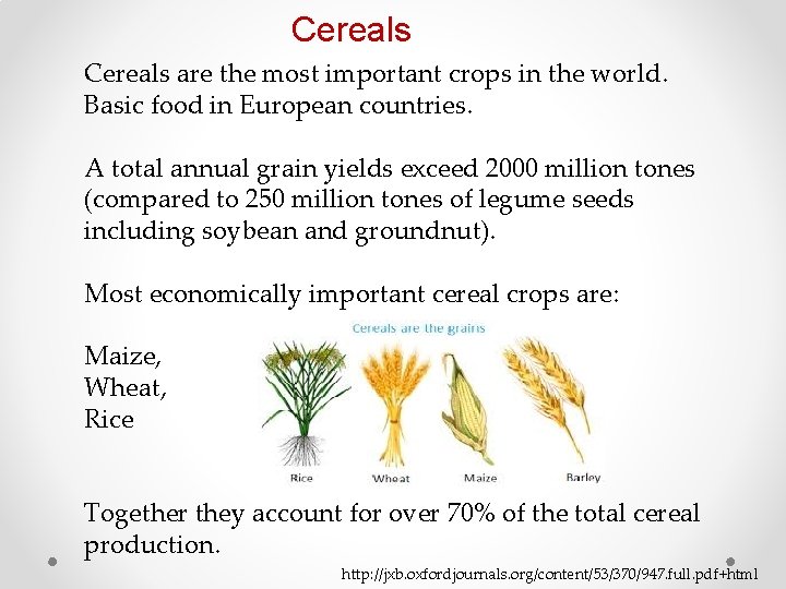 Cereals are the most important crops in the world. Basic food in European countries.