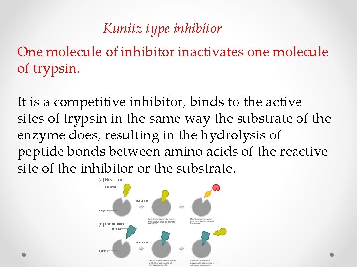 Kunitz type inhibitor One molecule of inhibitor inactivates one molecule of trypsin. It is