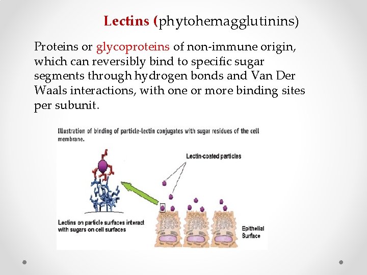 Lectins (phytohemagglutinins) Proteins or glycoproteins of non-immune origin, which can reversibly bind to specific