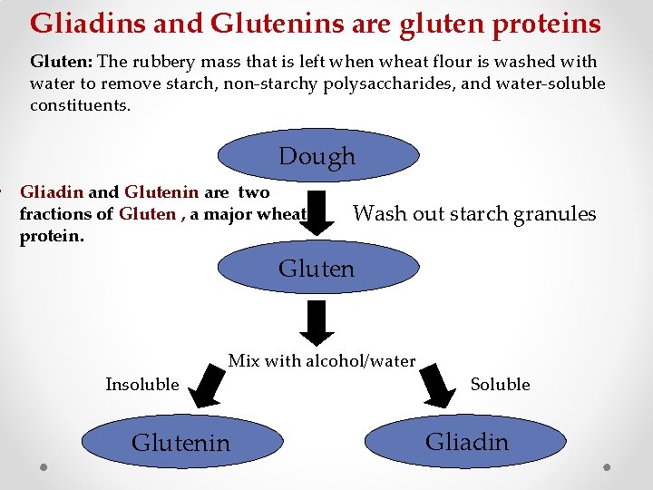 Gliadins and Glutenins are gluten proteins Gluten: The rubbery mass that is left when