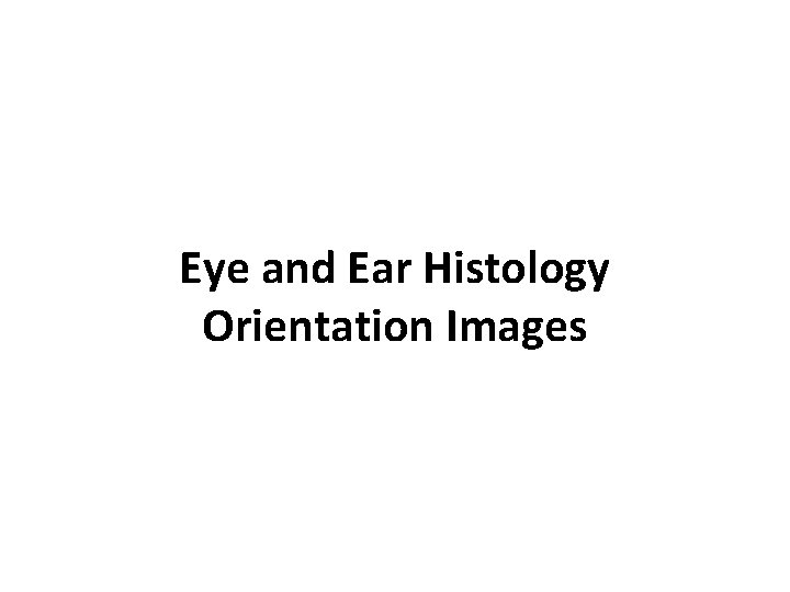 Eye and Ear Histology Orientation Images 