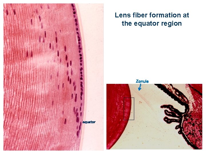 Lens fiber formation at the equator region Zonule equator 