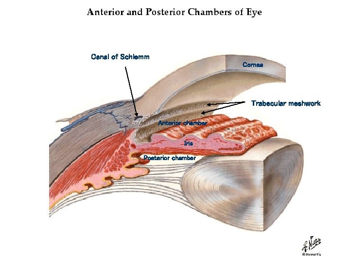 Canal of Schlemm Cornea Trabecular meshwork Anterior chamber Iris Posterior chamber 