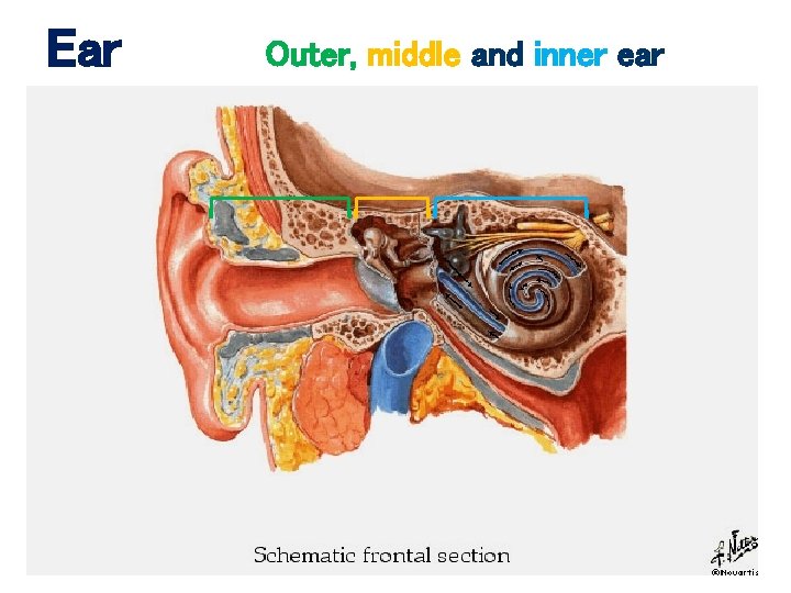 Ear Outer, middle and inner ear 