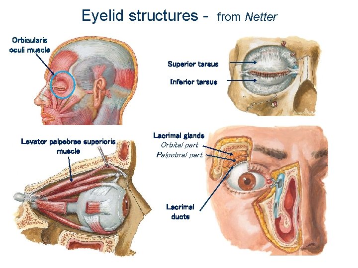 Eyelid structures - from Netter Orbicularis oculi muscle Superior tarsus Inferior tarsus Levator palpebrae