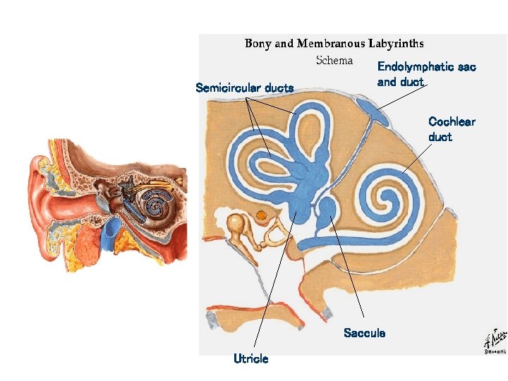 Semicircular ducts Endolymphatic sac and duct Cochlear duct Saccule Utricle 