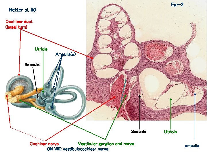 Ear-2 Netter pl. 90 Cochlear duct (basal turn) Utricle Ampulla(e) Saccule Cochlear nerve Vestibular