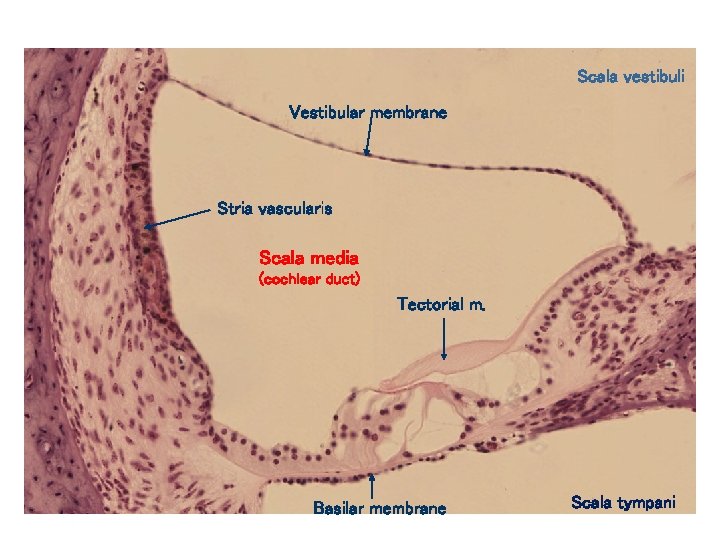 Scala vestibuli Vestibular membrane Stria vascularis Scala media (cochlear duct) Tectorial m. Basilar membrane