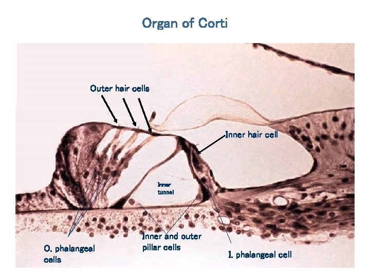 Organ of Corti Outer hair cells Inner hair cell Inner tunnel O. phalangeal cells