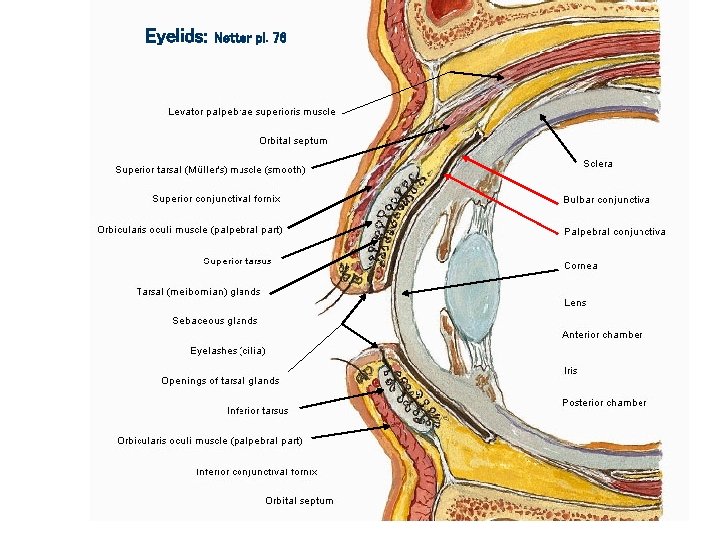 Eyelids: Netter pl. 76 