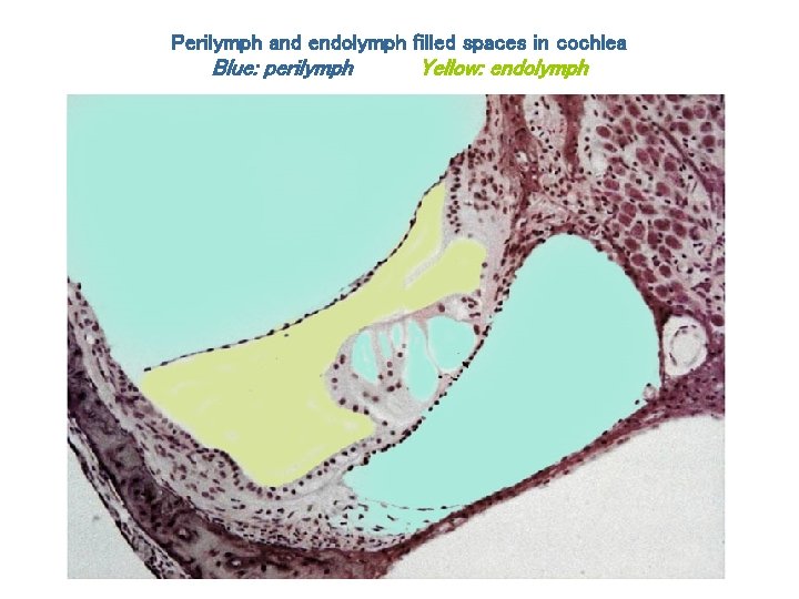 Perilymph and endolymph filled spaces in cochlea Blue: perilymph Yellow: endolymph 