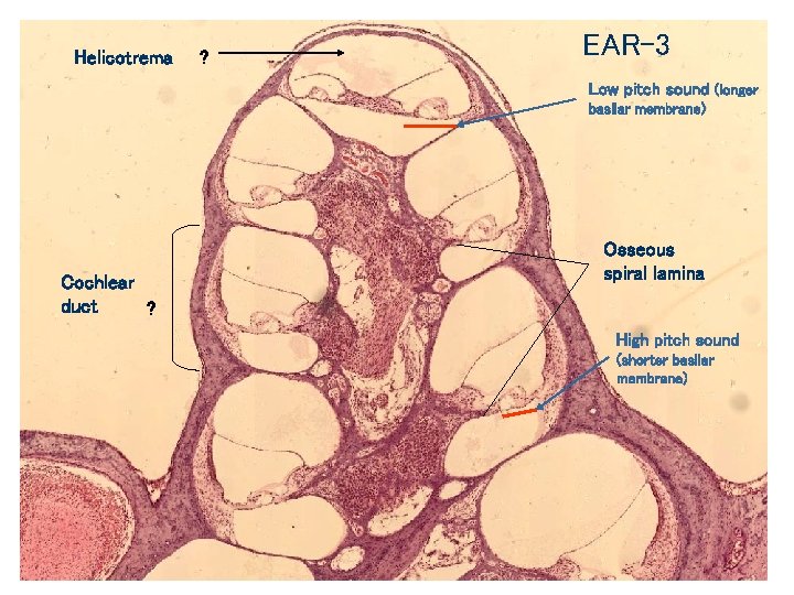 Helicotrema ? EAR-3 Low pitch sound (longer basilar membrane) Cochlear duct ? Osseous spiral