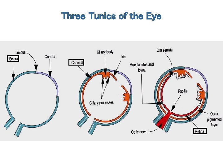 Three Tunics of the Eye 