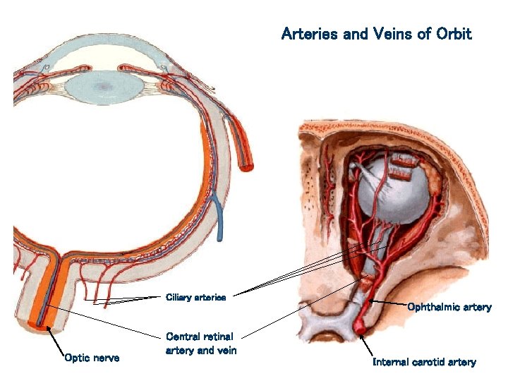 Arteries and Veins of Orbit Ciliary arteries Optic nerve Ophthalmic artery Central retinal artery
