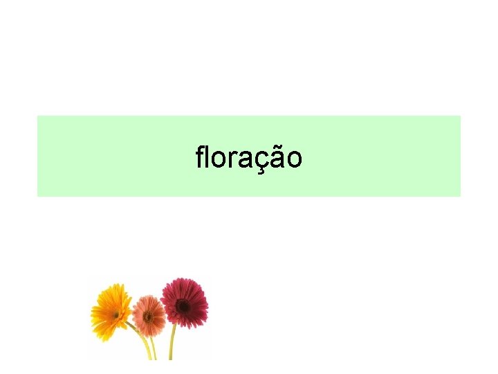 floração floração