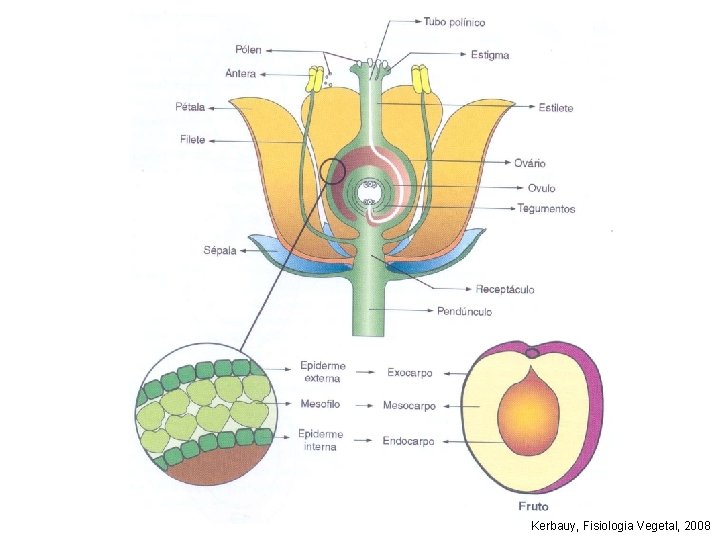 Kerbauy, Fisiologia Vegetal, 2008 Kerbauy, Fisiologia Vegetal, 2008