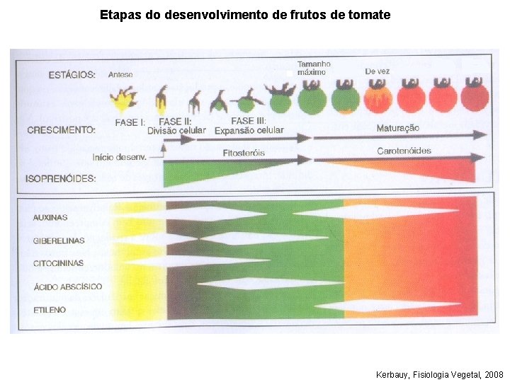 Etapas do desenvolvimento de frutos de tomate Kerbauy, Fisiologia Vegetal, 2008 Etapas do desenvolvimento de frutos de tomate Kerbauy, Fisiologia Vegetal, 2008