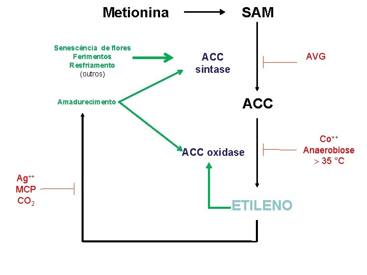 Metionina Senescência de flores Ferimentos Resfriamento (outros) Amadurecimento SAM ACC sintase AVG ACC oxidase