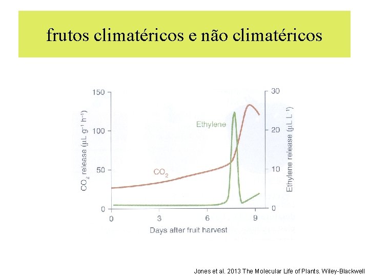 frutos climatéricos e não climatéricos Jones et al. 2013 The Molecular Life of Plants.