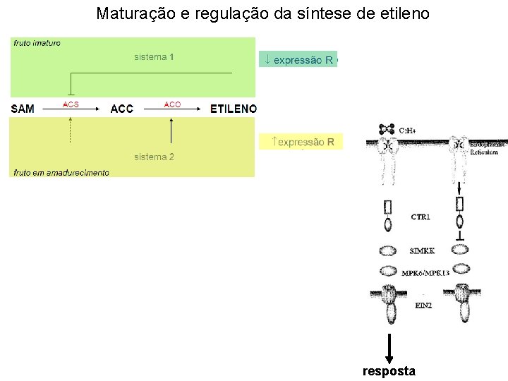 Maturação e regulação da síntese de etileno resposta 
