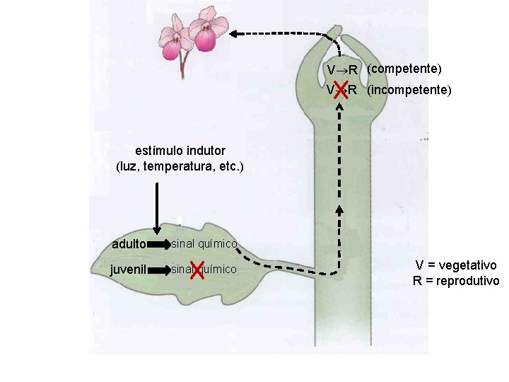 V R (competente) V R (incompetente) estímulo indutor (luz, temperatura, etc. ) adulto sinal V R (competente) V R (incompetente) estímulo indutor (luz, temperatura, etc. ) adulto sinal