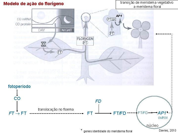 transição de meristema vegetativo a meristema floral Modelo de ação do florígeno AP 1