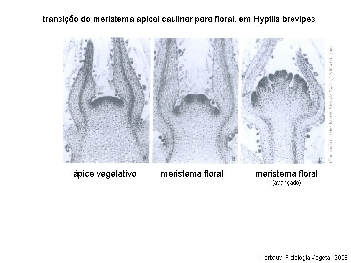 transição do meristema apical caulinar para floral, em Hyptiis brevipes ápice vegetativo meristema floral transição do meristema apical caulinar para floral, em Hyptiis brevipes ápice vegetativo meristema floral