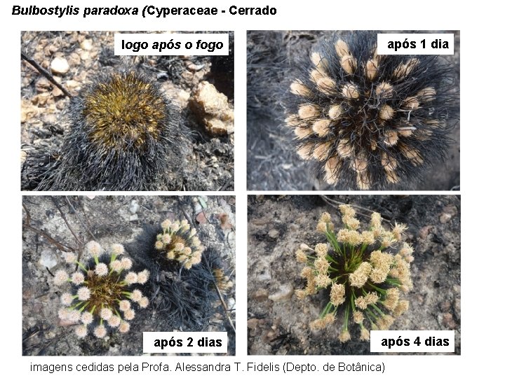 Bulbostylis paradoxa (Cyperaceae - Cerrado logo após o fogo após 1 dia após 2