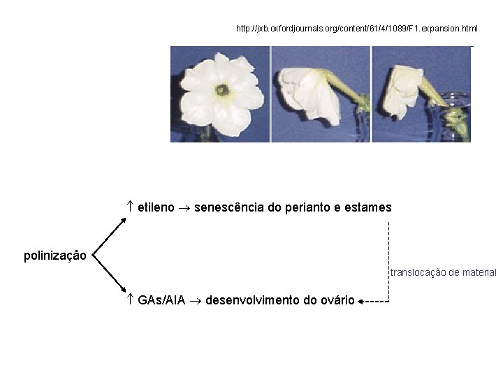 http: //jxb. oxfordjournals. org/content/61/4/1089/F 1. expansion. html etileno senescência do perianto e estames polinização