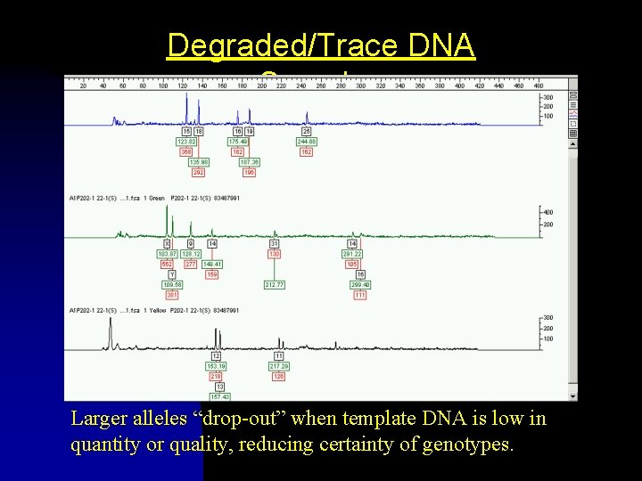 Degraded/Trace DNA Samples Larger alleles “drop-out” when template DNA is low in quantity or