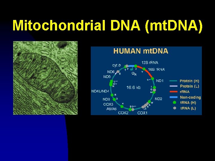 Mitochondrial DNA (mt. DNA) 