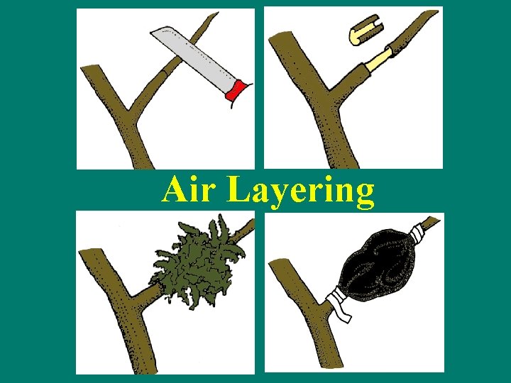 Air Layering 