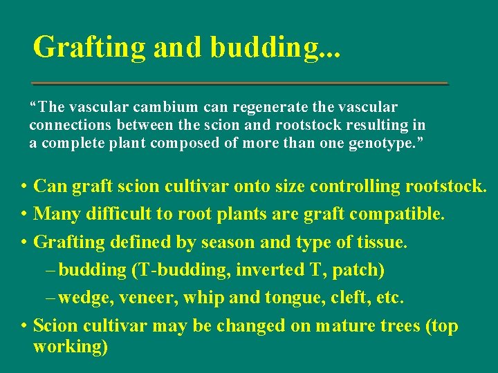 Grafting and budding. . . “The vascular cambium can regenerate the vascular connections between