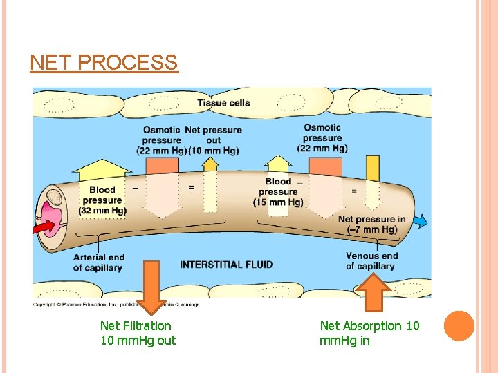 NET PROCESS Net Filtration 10 mm. Hg out Net Absorption 10 mm. Hg in