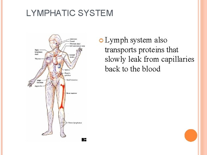 LYMPHATIC SYSTEM Lymph system also transports proteins that slowly leak from capillaries back to