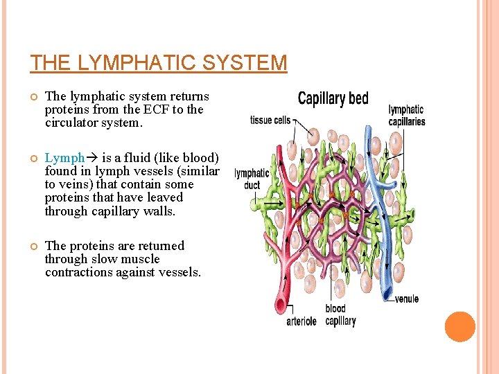 THE LYMPHATIC SYSTEM The lymphatic system returns proteins from the ECF to the circulator