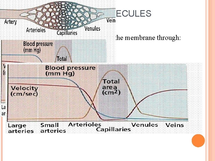 MOVEMENT OF MOLECULES Molecules can move across the membrane through: Diffusion Filtration / Absorption